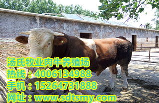 肉牛養殖的成本高嗎 小牛犢價格行情 種牛苗多少錢