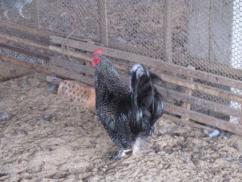 南匯土雞苗現在價錢 三高集團雞苗大圖