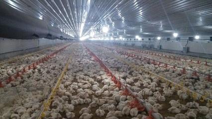 因為環境問題大量養殖場倒閉,但是為什么很多養殖戶卻笑出了聲!