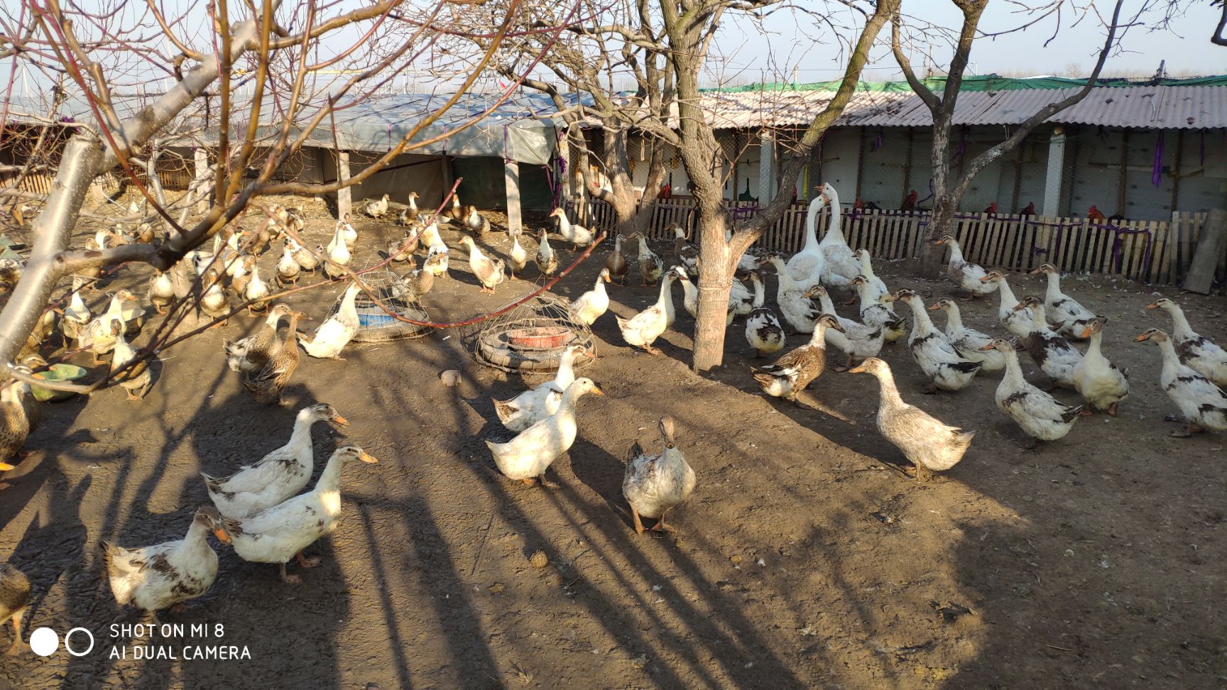 鴨子鴨蛋家禽養殖籠養工廠蛋_1920x1080_高清視頻.