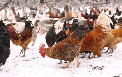 農民致富的家禽是什么生肖,探討家禽養殖與生肖的關系