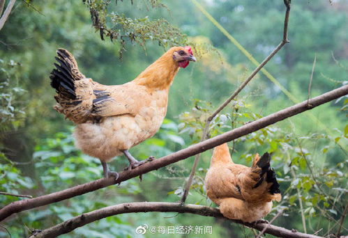 哈薩克斯坦禽流感已致超57萬家禽死亡