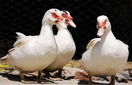 番鴨的正確養殖方法 一