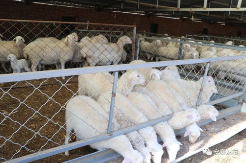 建華鎮郝家坪村 疫情防控不松懈 產業振興不停歇