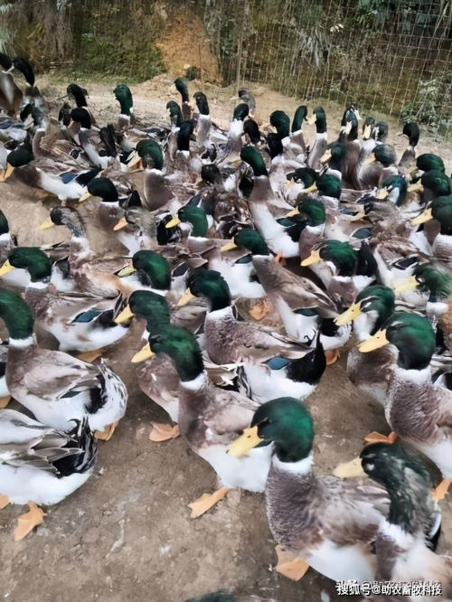 兩個微生物產品解決青頭鴨養殖中的大問題
