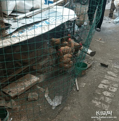 9月20日至26日民聲熱點 小區周邊飼養家禽牲畜污染環境