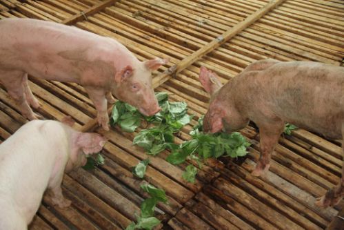 雜交構樹 構香豬讓我重拾小時候的味道