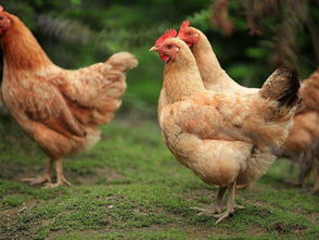 大吉大利,今晚吃雞 要吃常德石門縣正宗土雞