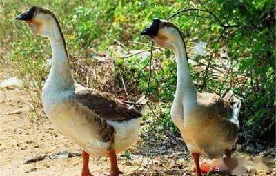 雞鴨鵝同樣是家禽,為啥農村養雞鴨的很多,養鵝的卻很少