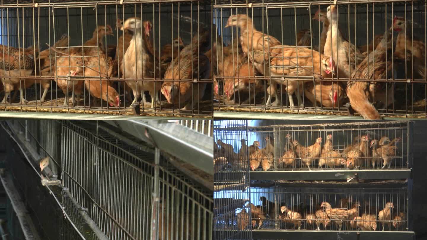 籠養雞_青年雞_雞群_小雞飲水_雛雞吃食_視頻素材下載_編號: