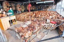 廣州補(bǔ)貼千萬收購積壓家禽