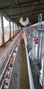 梭魚鱸魚工業(yè)豎圖圖片下載-梭魚鱸魚工業(yè)素材-梭魚鱸魚工業(yè)照片-攝圖新視界