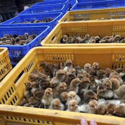 巍山瑤雞苗批發(fā)價來電有優(yōu)惠-養(yǎng)殖家禽的利潤