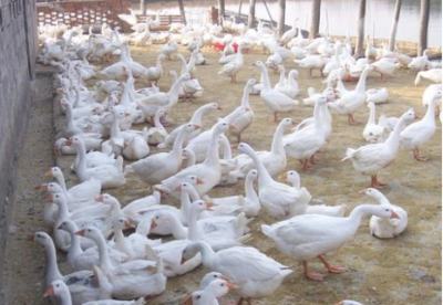 雞鴨鵝都是家禽,為何農(nóng)村養(yǎng)雞鴨的多,養(yǎng)鵝的卻很少?鵝難養(yǎng)嗎?