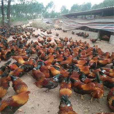 廣西清遠(yuǎn)麻雞苗 清遠(yuǎn)麻雞價格 鳴盛