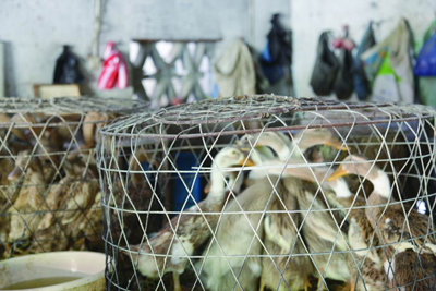 重創(chuàng)之下,如何保持家禽養(yǎng)殖業(yè)的“續(xù)航力”?--黃巖新聞網(wǎng)