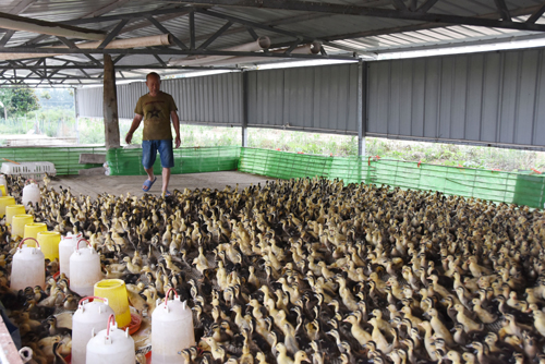 河南省鎮(zhèn)平縣王崗鄉(xiāng)家禽養(yǎng)殖助增收