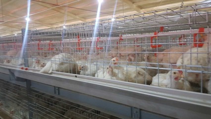 郯城縣慶剛家禽養(yǎng)殖農(nóng)民專業(yè)合作社