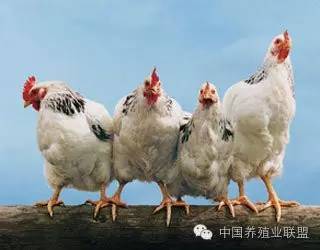 他們,才是養雞人心中的痛