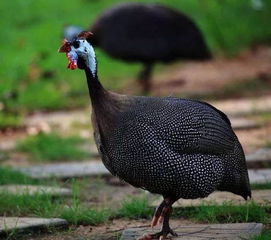 觀賞珍禽與食用家禽混著養,價格互補,避免賣難