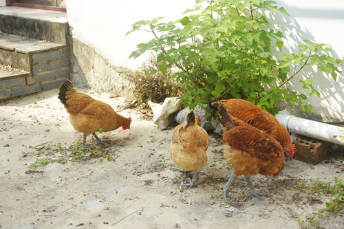 農村土烏雞圖片素材下載 動物攝影素材下的家禽家畜圖片素材
