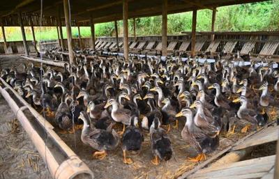 \xe5\x85\xbb\xe9\xb8\xad\xe5\xbf\x85\xe7\x9c\x8b:\xe6\x8e\x8c\xe6\x8f\xa1\xe9\xb8\xad\xe5\xad\x90\xe7\x9a\x84\xe5\x85\xbb\xe6\xae\x96\xe5\x91\xa8\xe6\x9c\x9f\xe4\xb8\x8e\xe5\x85\xb3\xe9\x94\xae\xe8\xa6\x81\xe7\xb4\xa0