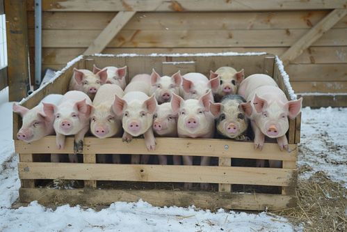 家禽家畜豬養殖業圖片 攝影圖 下載至來源處