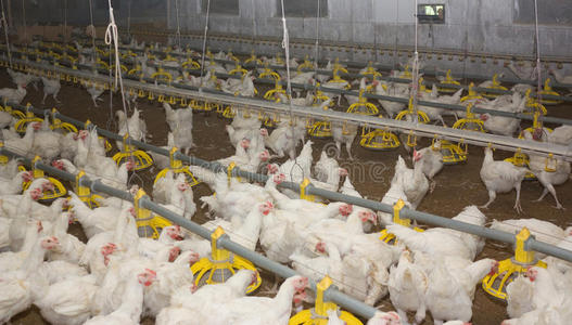 雞。家禽養(yǎng)殖場