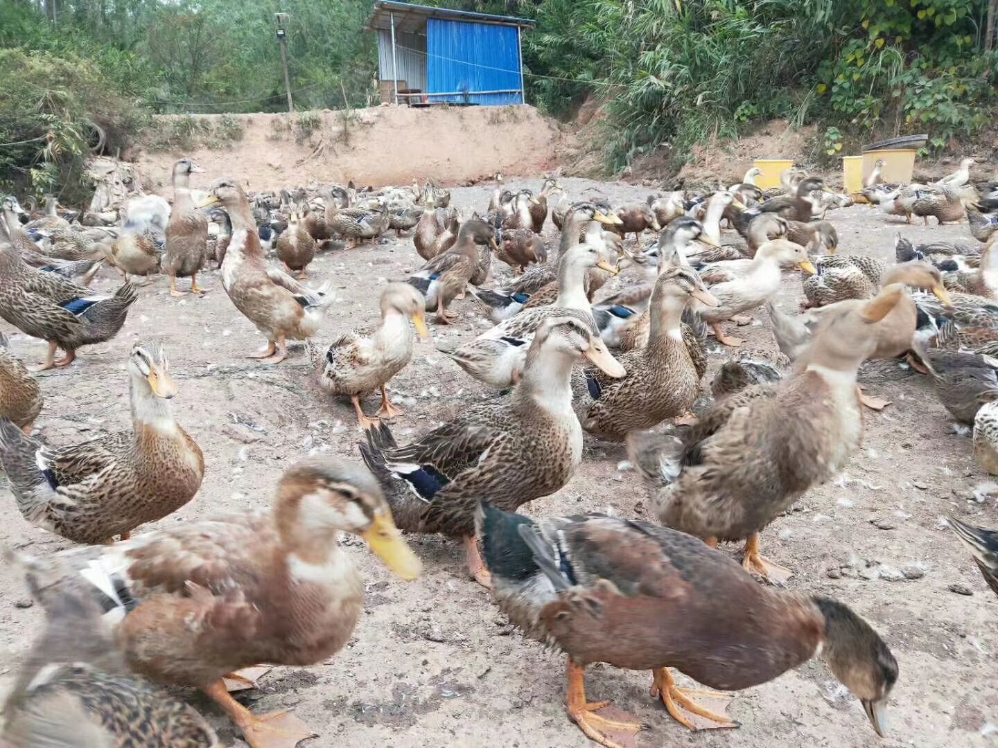 自養(yǎng)麻鴨河邊鴨