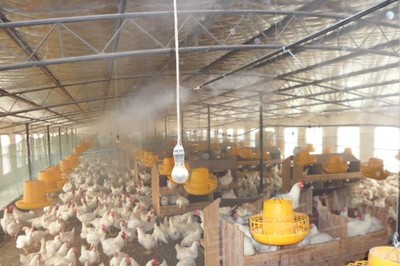 軍團菌對家禽養(yǎng)殖業(yè)的危害及防治措施