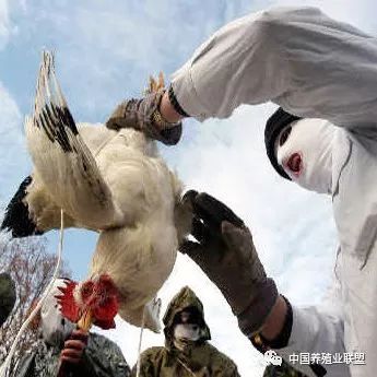 2018年全球家禽產業(yè)十大關鍵詞