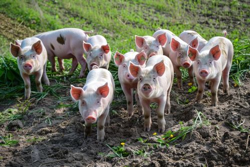 家禽家畜家豬飼養(yǎng)圖片 攝影圖 下載至來源處