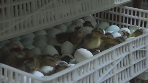 小鴨蛋 孵 出美好生活