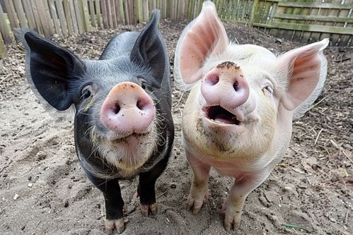 豬養(yǎng)殖業(yè)家禽家畜圖片 攝影圖 下載至來源處