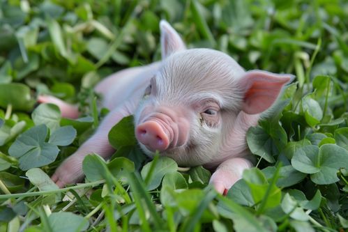 家豬養(yǎng)殖家禽家畜圖片 攝影圖 下載至來源處