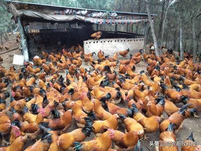 新型冠狀病毒疫情可能讓很多家禽養(yǎng)殖人到了非常艱難的時刻