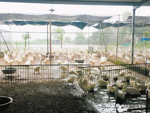 全面禁止 瑞金一地發出通知