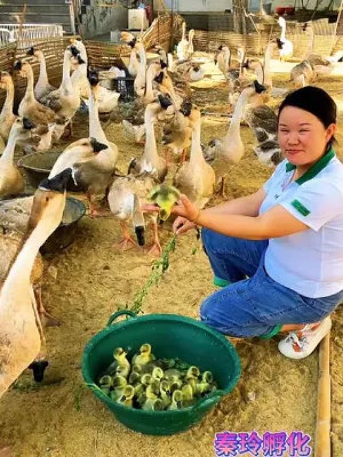 農村動物 家禽 動物隨手拍 雞 養(yǎng)殖