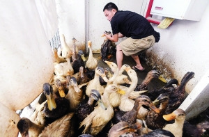 居民樓里現“養殖場” 衛生間里屠宰雞鴨小區賣--中新網