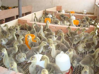 批發種苗(·價格面議·)-河口區志鵬禽類養殖專業合作社