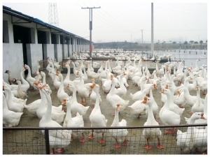 家禽家畜_養殖_