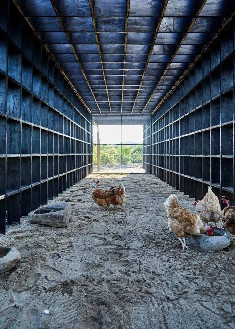 白羽雞規模化養殖場參觀紀實 - 美篇