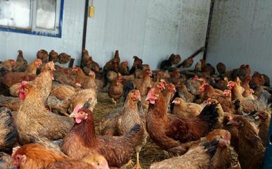 2020年下半年,家禽價格會上漲嗎,養殖家禽可以嗎?