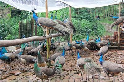 養殖什么鳥致富好呢視頻