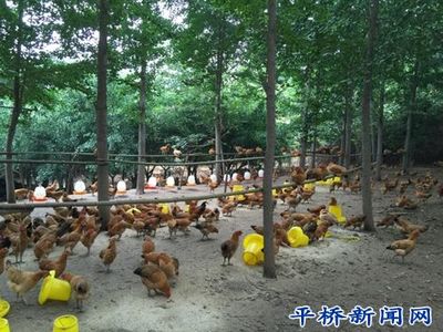 洋河鎮企業帶貧促增收