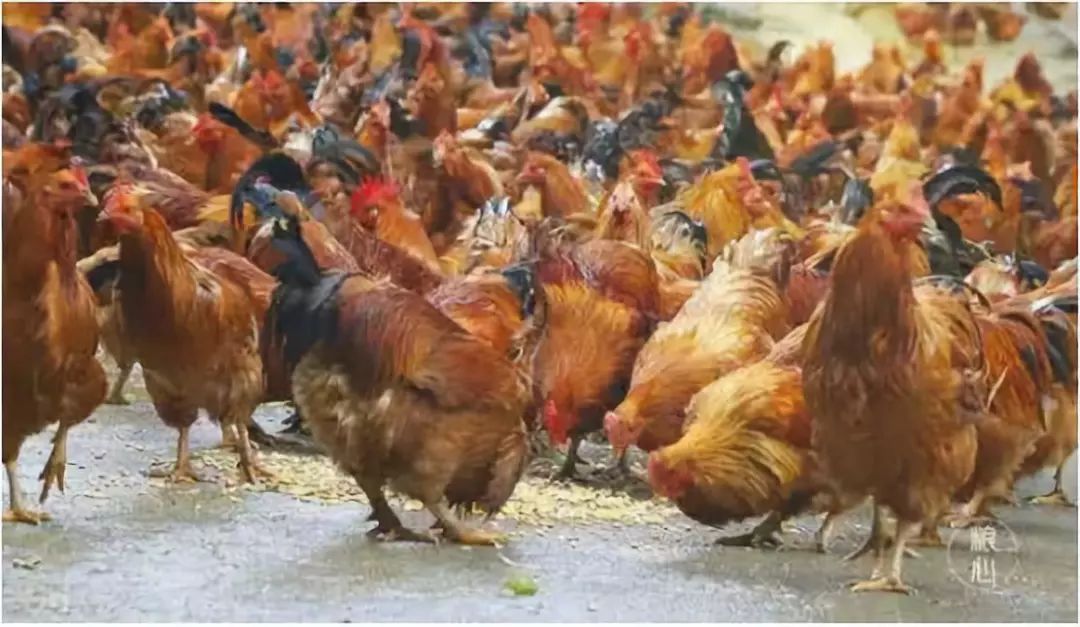 讓人回味無窮的陽山雞,你吃過哪一道?