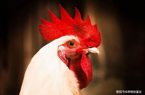 明年家禽養殖,最大的變數不是行情,而是飼料價格