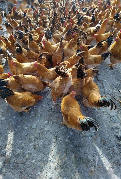 家禽養殖業市場低迷不賺錢,運用部分發酵飼料扭虧為盈