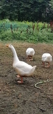 四川今日鵝苗報價是多少