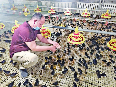 阿瓦提縣:養殖家禽助農增收